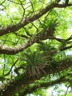 Bromélias nativas em tipuana na USP, repare em volta delas um outro tipo de epifita comum no tronco de todas as árvores desta espécie na Cidade, da familia das samambaias.