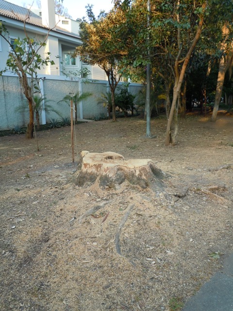 O antigo pau-viola, árvore nativa "Veterana de Guerra" sumariamente cortado na Praça Severiano Gomes na Granja Julieta.