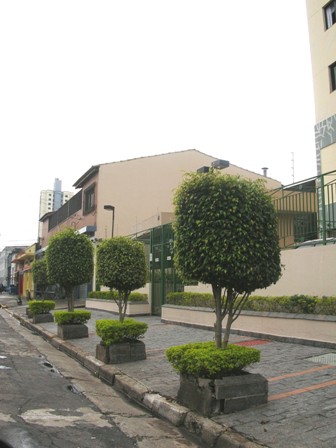 Ficus na Zona Leste de São Paulo