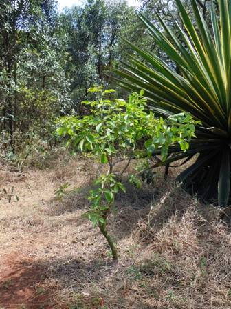 ipê-amarelo-do-cerrado, árvore do cerrado que também só sobreviveu na cidade de São Paulo nas reservas ecológicas da Cidade Universitária.