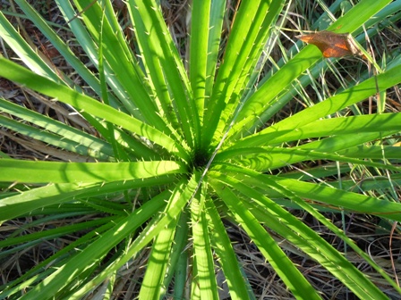 língua-de-tucano (Eryngium paniculatum) - planta típica dos campos cerrados paulistanos segundo o Botânico Hoehne em 1925.