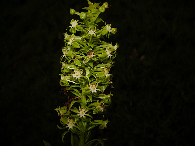 A floração da orquídea em foto de Cristiano Buzatto. 