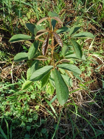 Uma árvore nativa do cerrado e quase extinta na metrópole, o tarumã-do-cerrado (Vitex polygama) germinado a partir de sementes do Jaguaré (Zona Oeste).