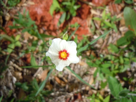 Sida sp. -  flor do cerrado registrada nos Campos do Butantã em 1940. Reserva da USP.