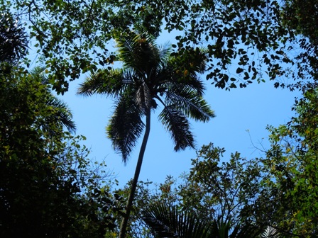 A palmeira pati (Syagrus pseudococos) é outra raridade da Mata Atlântica no Parque Siqueira Campos. Palmeira esbelta e resistente, poderia ser usada com sucesso na arborização.