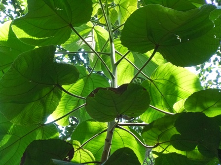 O tapiá (Alchornea sidifolia) é uma árvore de rápido crescimento e boa sombra típica das matas secundárias do município. Nos bairros que até poucas décadas atrás eram floresta, a espécie aparece com vigor. Alimenta a avifauna e pode ser usada em arborização.