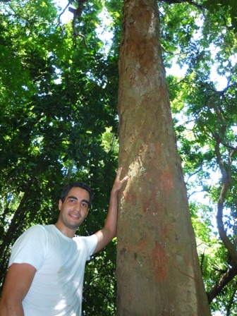 Pau-brasil no meio da Mata Atlântica – árvore rara achada na cidade do Rio  de Janeiro | Árvores de São Paulo