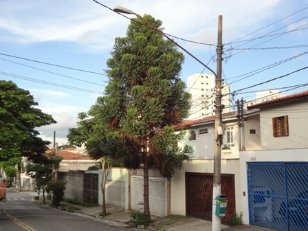 Araucária bem adaptada a condição urbana em uma rua paulistana.