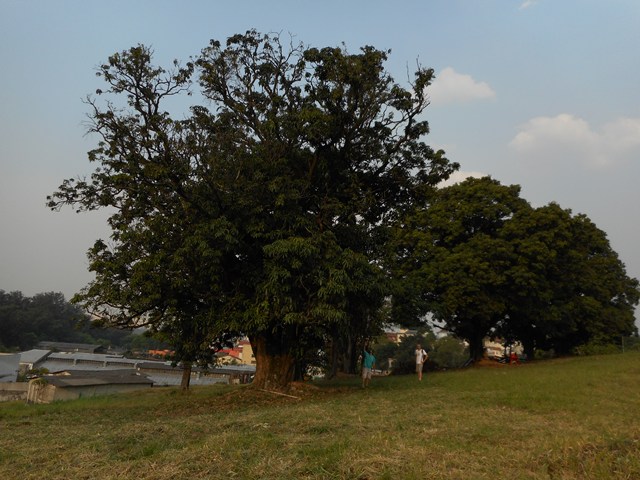 Outra surpresa no terreno - um pomar centenário com as maiores mangueiras que existem na cidade de São Paulo